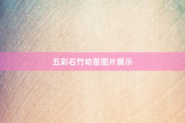 五彩石竹幼苗图片展示